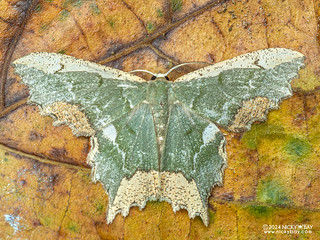 Emerald moth (Maxates coelataria) - P3137553