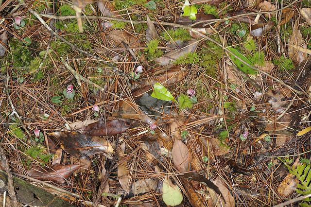 杉林溪 蘭科 盔蘭屬 杉林溪盔蘭 (全景) Corybas purpureus