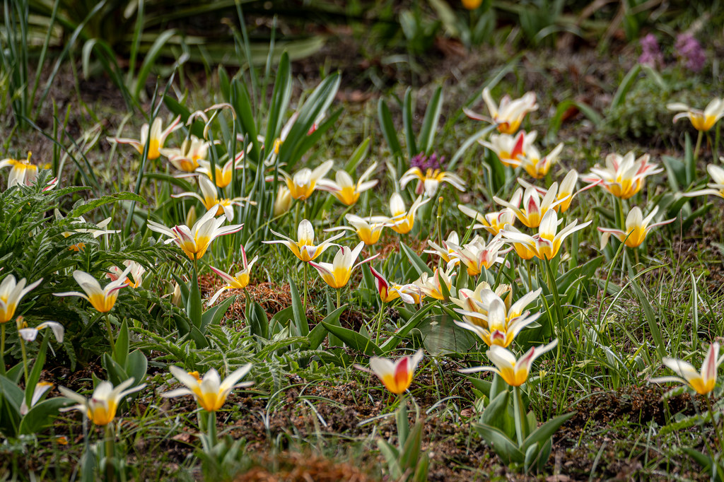 Potsdam, Freundschaftsinsel: Zwergtulpen - Potsdam, Friendship Island: Dwarf tulips