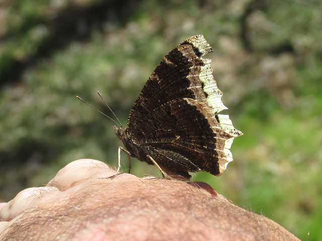 If a mourning cloak (Nymphalis antiopa) wants a perch, just stick out your arm