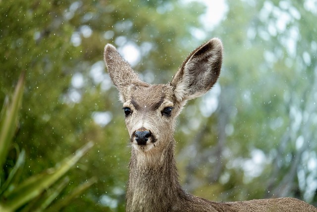 Young Whitetail Deer