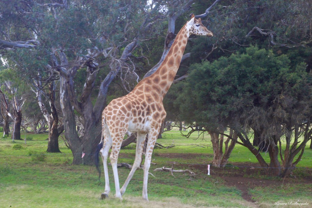 IMG_0355 "Giraffe"