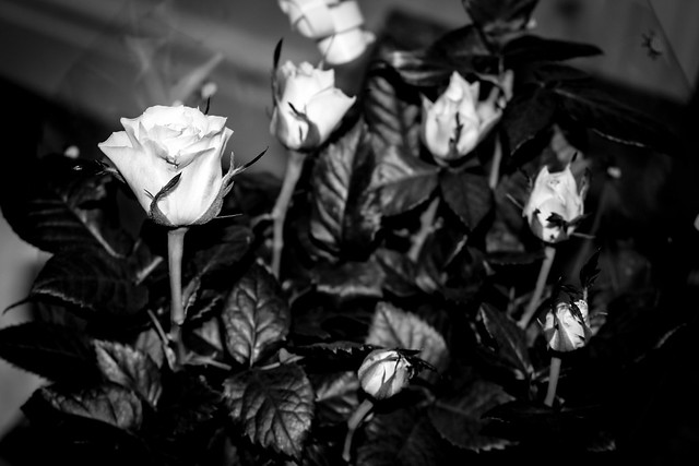 White Roses - 26/100x
