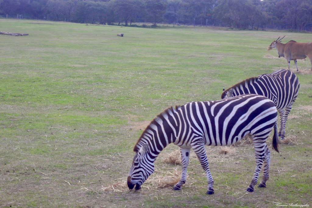 IMG_0383 "Zebras"