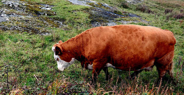 Connamara cow