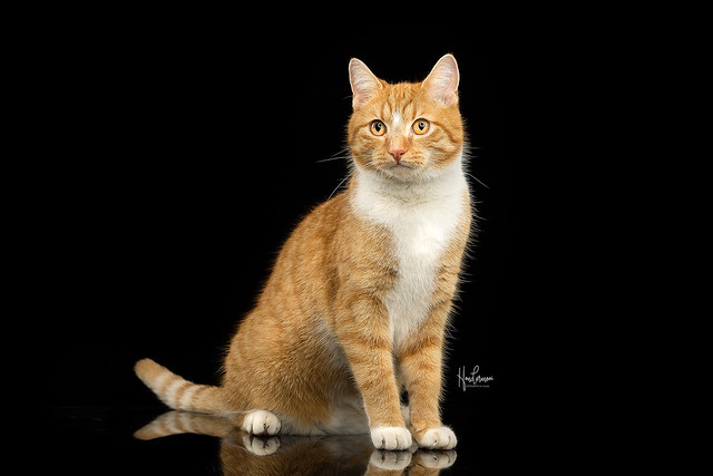 Ginger cat in studio contact info@hondermooi.be for licensing info
