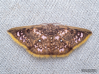 Geometer moth (Chrysocraspeda abhadraca) - P3103514
