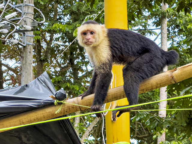 Wild White-Faced Capuchin Monkey (Cebus imitator) @ Manuel Antonio, Costa Rica-4716
