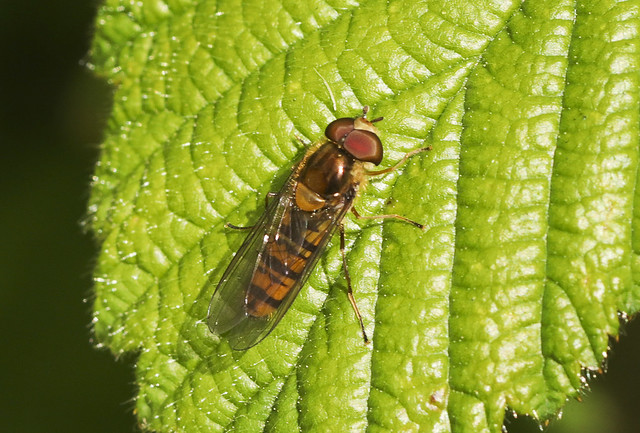 Marmalade Hoverfly - Episyrphus balteatus