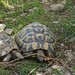 Fundtier Schildkröte-Was tun, wenn du eine Schildkröte findest?