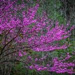 I miss your laurels and your redbud trees This native species is just about everywhere in the wild here.