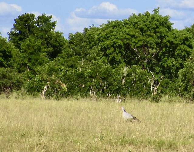 The famous secretary bird; some say its pecking sounds like typing
