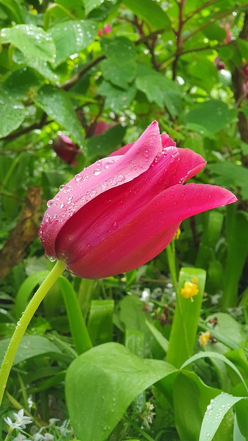 Raindrop flower