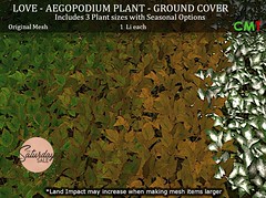 LOVE AEGOPODIUM PLANTS