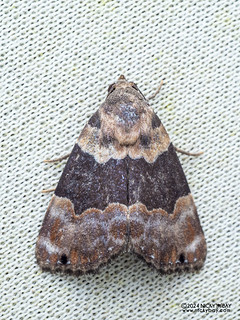 Moth (Dinumma combusta) - P3103843