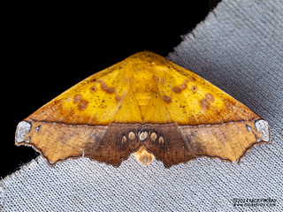 Moth (Xanthanomis xanthina) - P3137782