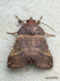 Moth (Ossonoba torpida) - P3092434