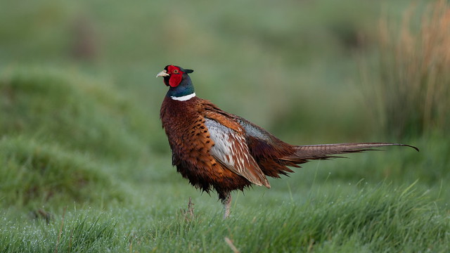 Pheasant male