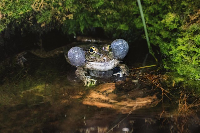 A marsh frog from the Alpenzoo