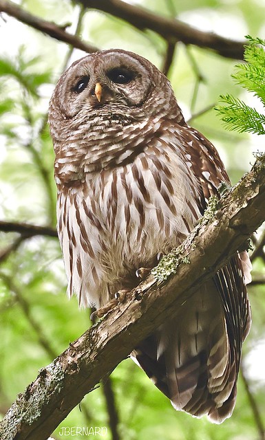 barred owl (Strix varia)
