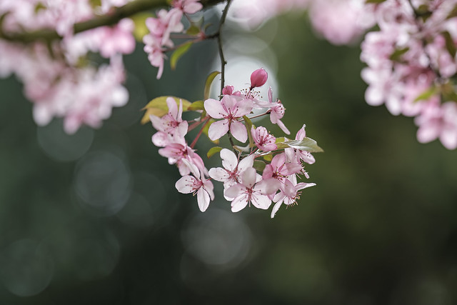 Spring flower