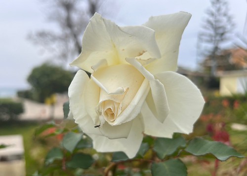 Springtime Rose | by RobW_