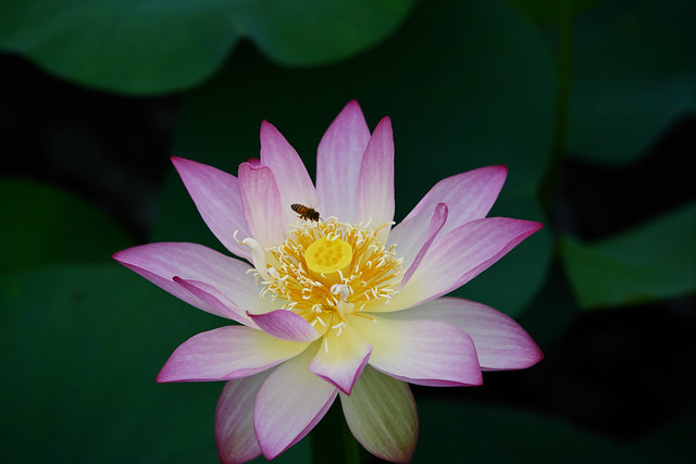 はす lotus flower