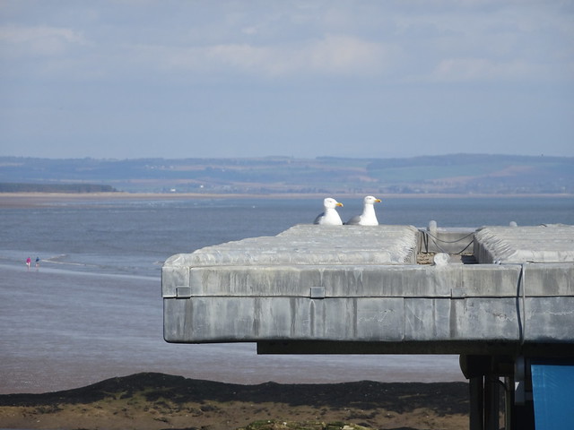 Two herring-gulls in front of West Sands