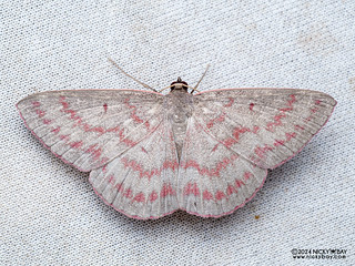 Geometer moth (Foveabathra venusta) - P3103041