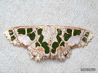Geometer moth (Scopula divisaria) - P3103151