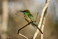 Bee_Eater_001