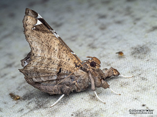 Moth (Claterna cydonia) - P3114031