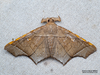Moth (Episparis costistriga) - P3092446