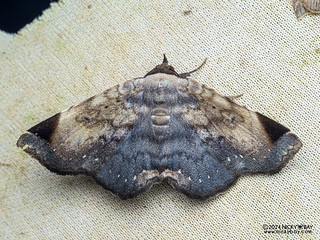 Snouted tiger moth (Psimada hybrida) - P3103660