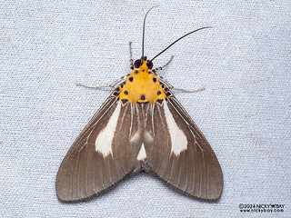 Snouted tiger moth (Asota heliconia) - P3092166