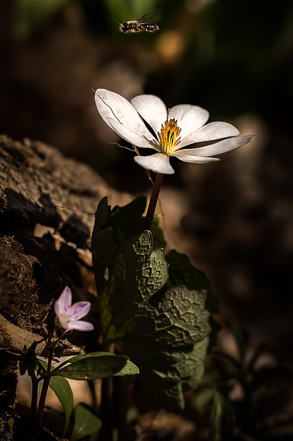 First Bloodroot_146