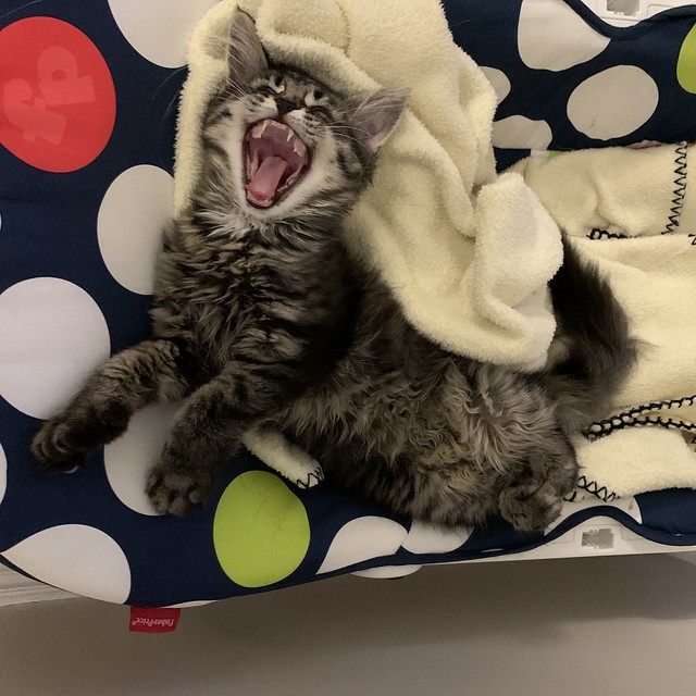 Smoky #kitten yawns
