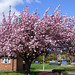 			<p><a href="https://www.flickr.com/people/hisgett/">ahisgett</a> posted a photo:</p>
	
<p><a href="https://www.flickr.com/photos/hisgett/53664702375/" title="Cherry Tree 2"><img src="https://live.staticflickr.com/65535/53664702375_6703d0d50d_m.jpg" width="240" height="168" alt="Cherry Tree 2" /></a></p>

<p>Our flowering cherry tree started flowering just before we went to Madeira, when we got back it had virtually finished. Perhaps that’s why I noticed all the cherry trees while I was out on the bike today.</p>
