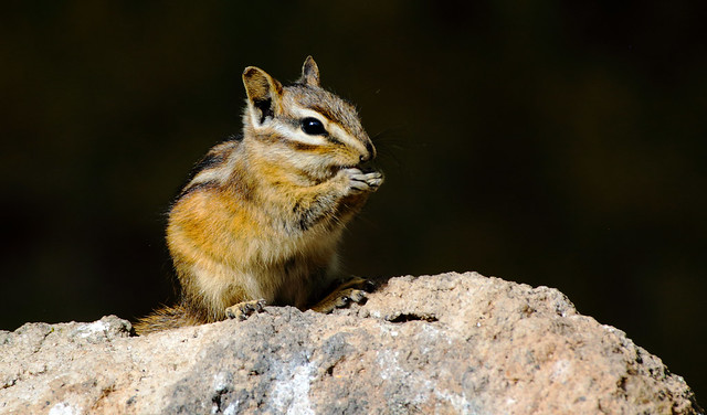Quick Pose -- Colorado Chipmunk (Tamias quadrivittatus); Santa Fe National Forest, NM, Thompson Ridge [Lou Feltz]