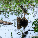 Yellow-Crowned Night Heron in Pilant Slough In Brazos Bend State Park, Texas