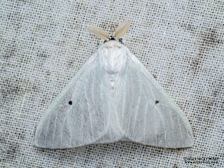 Tussock moth (Arctonis sp.) - P3114013