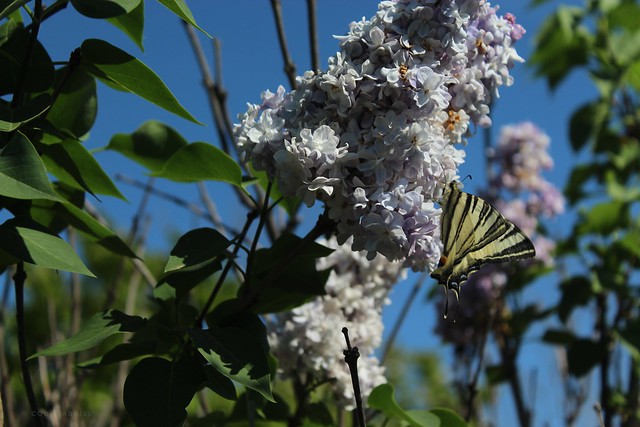 Bokeh with lilac flowers and butterfly in Chitila Dendrological Park