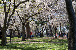 Washington, DC - March 24, 2024: People enjoy the cherry blossoms at the tidal basin during springtime