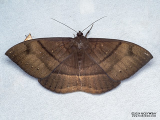 Underwing moth (Lygniodes schoenbergi) - P3115216