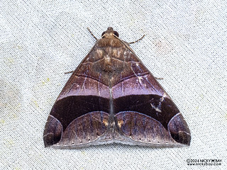 Underwing moth (Bastilla arcuata) - P3114226