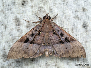Underwing moth (Ischyja sp.) - P3114081