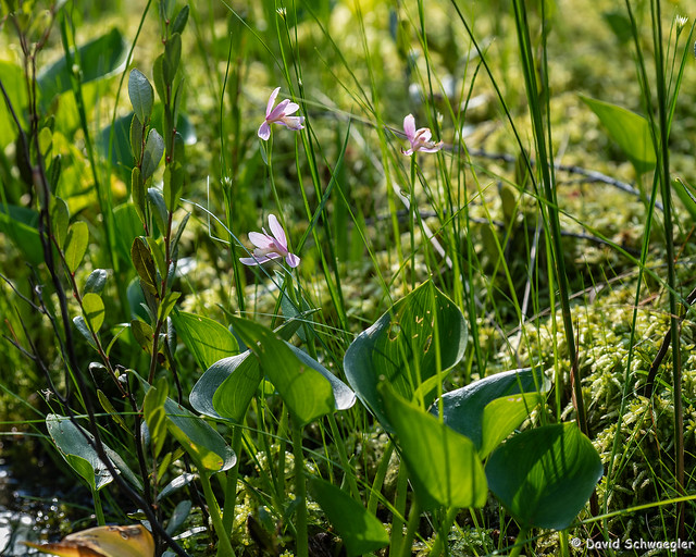 Rose Pogonia Colony at the Shore