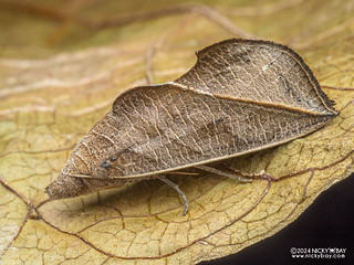 Vampire moth (Calyptra minuticornis) - P3115293