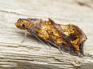 Snake vine moth (Plusiodonta coelonota) - P3103851