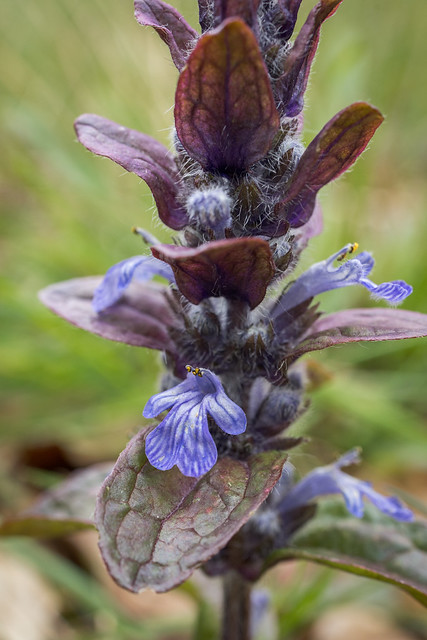 Ajuga reptans (Bugle) - Lamiaceae - Bedford Purlieus NNR, Northamptonshire, UK-2